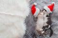 Christmas cats wearing Santa Claus hat hugging sleeping on plaid. Couple of kittens in love little kittens sleep Royalty Free Stock Photo