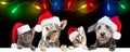 Christmas Celebration Dogs and Cats Over Web Banner Royalty Free Stock Photo