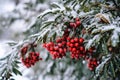 winter green christmas decoration red holiday celebration tree tree branch berry. Generative AI.