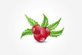 Christmas cherries greetings card image vector