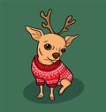 Christmas chihuahua dog cartoon illustration. Dog in sweater and antlers