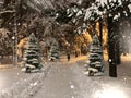 Evening winter park  forest pine trees under snow falling snowflakes on the road silhouette of a departing child panorama landscap Royalty Free Stock Photo