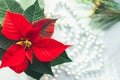 Christmas closeup mockup with poinsettia, with copy place. Cozy background Royalty Free Stock Photo