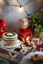 Christmas composition. Cute cat in knitted sweater with festive cake, gifts, fir tree and decorations on gray background. Royalty Free Stock Photo