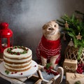 Christmas composition. Cute cat in knitted sweater with festive cake, gifts, fir tree and decorations on gray background. Royalty Free Stock Photo