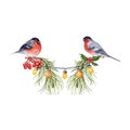 Christmas composition with pine tree branches, lights, bullfinch birds and rowan berries. Banner design element. Watercolor Royalty Free Stock Photo