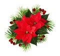 Christmas composition with pine twigs and red poinsettia flowers Royalty Free Stock Photo