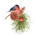 Christmas composition with red bullfinch bird perched on pine tree branch with pine cones and bauble. Hand drawn watercolor Royalty Free Stock Photo