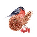 Christmas composition with red bullfinch bird perched on pine tree cones with a branch of rowan berries. Watercolor illustration Royalty Free Stock Photo