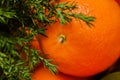 Christmas concept - one tangerine close shots and branch of pine tree