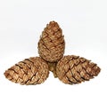 Christmas cones. Bumps. Natural. Gifts of nature. Royalty Free Stock Photo