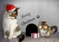 Christmas congratulate concept, Funny cat with santa hat and gif