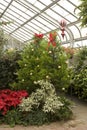 Christmas in the Conservatory