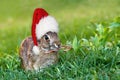 Christmas cottontail bunny