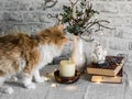 Christmas cozy home still life - red kitten, christmas decorations, stack of books on the table on a light background Royalty Free Stock Photo