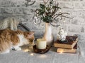 Christmas cozy home still life - red kitten, christmas decorations, stack of books on the table on a light background Royalty Free Stock Photo