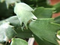 Crab aka Christmas cactus has aerial roots Royalty Free Stock Photo