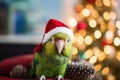 Christmas Cute funny green parrot in red Santa hat Royalty Free Stock Photo