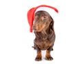 Christmas dachshund Royalty Free Stock Photo