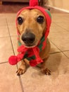 Christmas Dachshund Funny