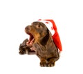 Christmas dachshund yawning Royalty Free Stock Photo