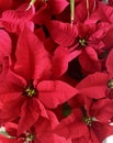 Christmas Decor Poinsettias On Close Shot With Blurred Background