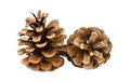 Christmas decor. Two pine cones isolated on white background Royalty Free Stock Photo