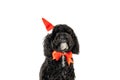 Christmas decorated dog isolated on white background Royalty Free Stock Photo