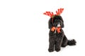 Christmas decorated dog isolated on white background Royalty Free Stock Photo