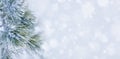 Christmas decoration banner. Snowy pine branch under snow Royalty Free Stock Photo