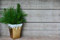 Christmas Decoration branches Royalty Free Stock Photo