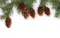 Christmas decoration. Cones and twigs pine tree Pseudotsuga menziesii, Douglas fir, Douglas tree, Oregon pine on a white