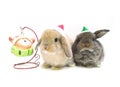 Christmas decoration cute holland lop rabbits