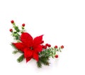 Christmas decoration. Flower of red poinsettia, branch christmas tree, red berries on a white background with space for text Royalty Free Stock Photo