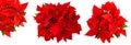 Christmas decoration flower red poinsettia isolated white background Royalty Free Stock Photo