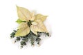 Christmas decoration. Flower of white yellow poinsettia, white berries mistletoe on white background with space for text. Top view Royalty Free Stock Photo