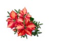 Christmas decoration. Flowers of red orange poinsettia, branch christmas tree on white background with space for text. Top view, Royalty Free Stock Photo