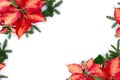 Christmas decoration. Flowers of red orange poinsettia, branch christmas tree on white background with space for text. Top view, Royalty Free Stock Photo