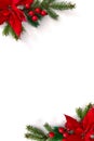 Christmas decoration. Frame of flowers of red poinsettia, branch christmas tree, red berries on white background Royalty Free Stock Photo