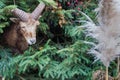 Christmas decoration with a goat