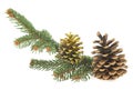 Christmas decoration - pine cones and green fir tree branch isolated on white background Royalty Free Stock Photo