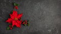 Christmas decoration with poinsettia flowers and holly berry on black background. Festive winter holiday concept. Flat lay