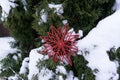 Christmas decoration red artificial snowflake on a branch.