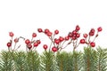 Christmas decoration red berries and fir twigs isolated on white background Royalty Free Stock Photo