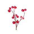 Christmas decoration red berries holly isolated on white background Royalty Free Stock Photo