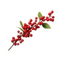 Christmas decoration red berries holly isolated on white background Royalty Free Stock Photo