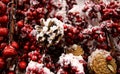 Christmas decoration red berries and pine tree cones under snow cover Royalty Free Stock Photo