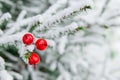 Christmas decoration red large winter berries on a snow-covered branch. Christmas tree toy on the branches of a spruce Royalty Free Stock Photo