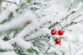 Christmas decoration red large winter berries on a snow-covered branch. Christmas tree toy on the branches of a spruce Royalty Free Stock Photo