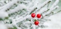 Christmas decoration red large winter berries on a snow-covered branch. Christmas tree toy on the branches of a spruce covered Royalty Free Stock Photo